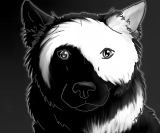 Ying Yang Border Collie