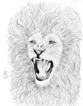 Lion Sketch