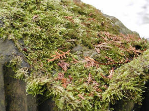 moss sculpture