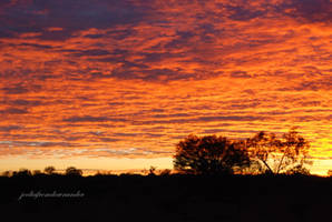 sunrise and tree