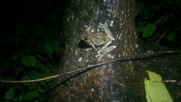 Peron's Tree Frog