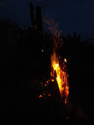 Burning stump