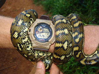 Carpet Python