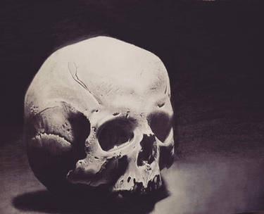 Graphite drawing of human historical skull