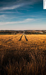 Lines In The Fields