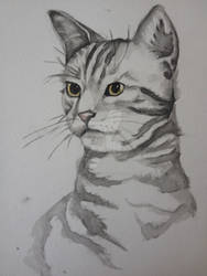 Cat water colour