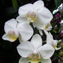 Pale Orchid