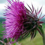 A Thistle on Glastonbury Tor