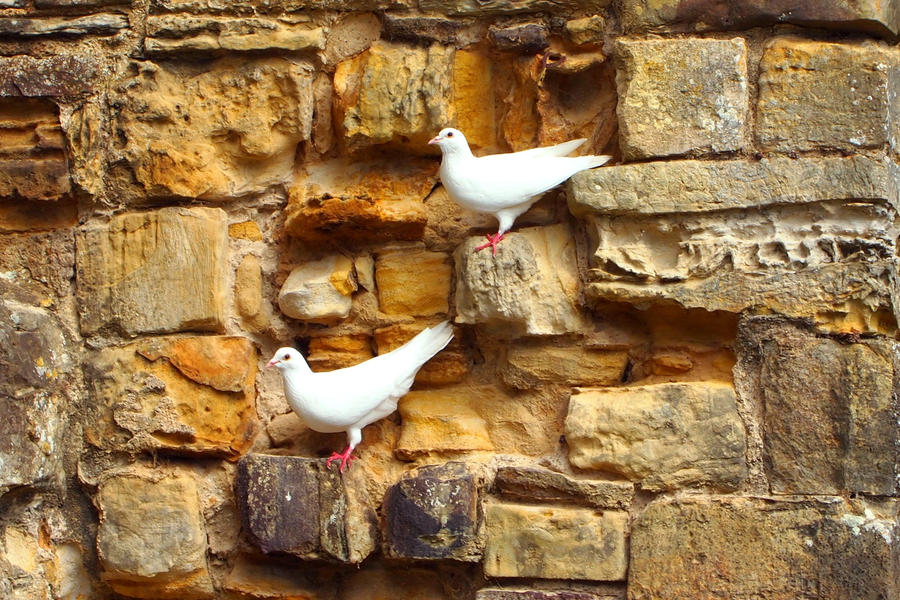 A Pair of Doves