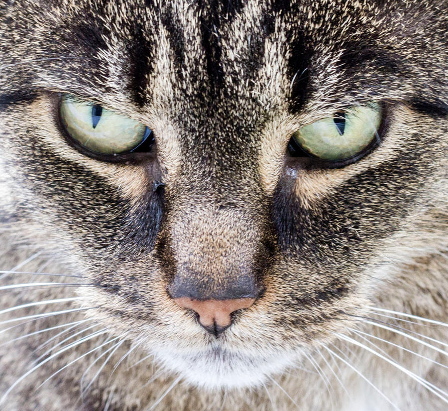 Cat Rony Ronny the Cat is watching you by Jonas85 on DeviantArt