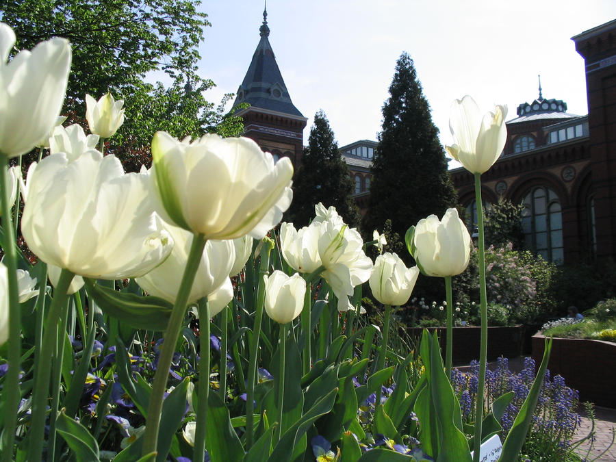 DCscenes: Flower Garden