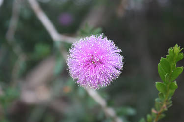 Small Puff Flower 2