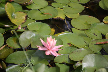 Pink Lily Flower 1