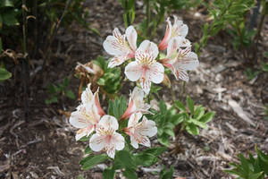 Striped Flowers