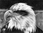 .: Eagle :. by akakaaykay