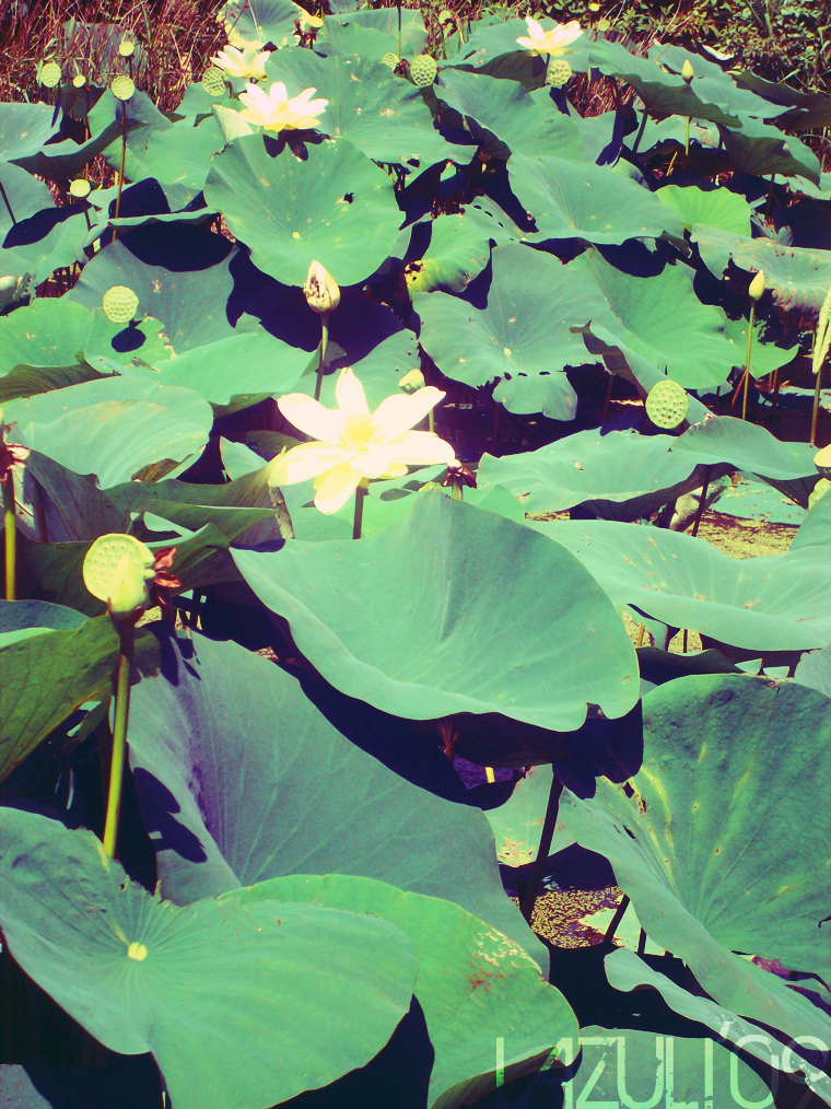 lotus garden 2