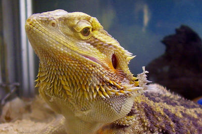 Bearded Dragon