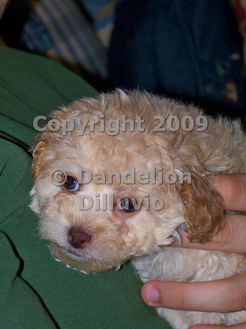 Buff Cockapoo Puppy by WildernessNaturalist on DeviantArt