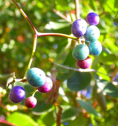 Purple and Blue Berries by WildernessNaturalist on DeviantArt