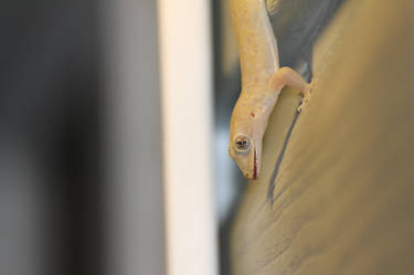 Asian house Gecko