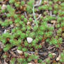 Overlook Trail - Native Plants