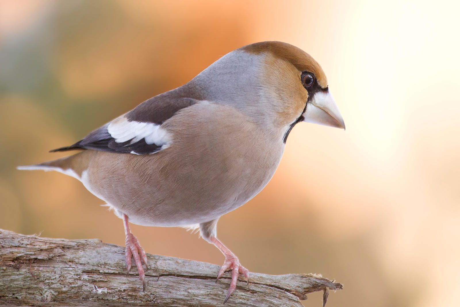 Hawfinch