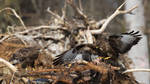 Common Buzzards by RamzisII