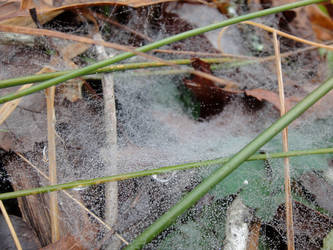 spider web with dew in grass