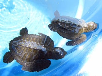 babies turtles