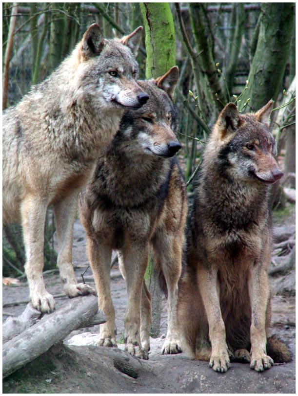 Wolves Parvo More Wolves by thebadgerboy on DeviantArt