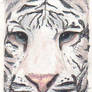 Whitetiger2