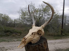 Wight tailed deer skull