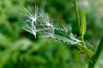 Blowing in the breeze by Tatimitzi