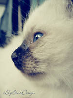 Seal Point Birman