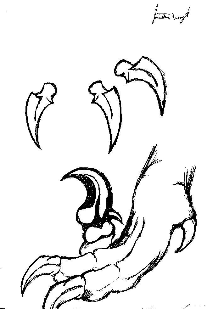Raptor Claws by jonathanwright on DeviantArt