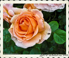 rose abricot