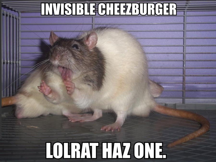 Lolrat haz cheezburger