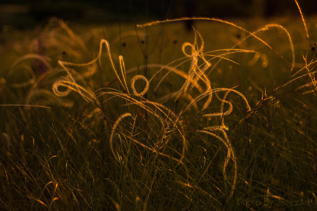 Feather grass...