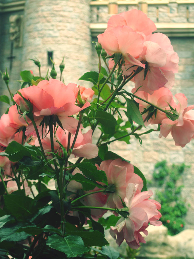 Disneyland Roses by DisneyLizzi on DeviantArt