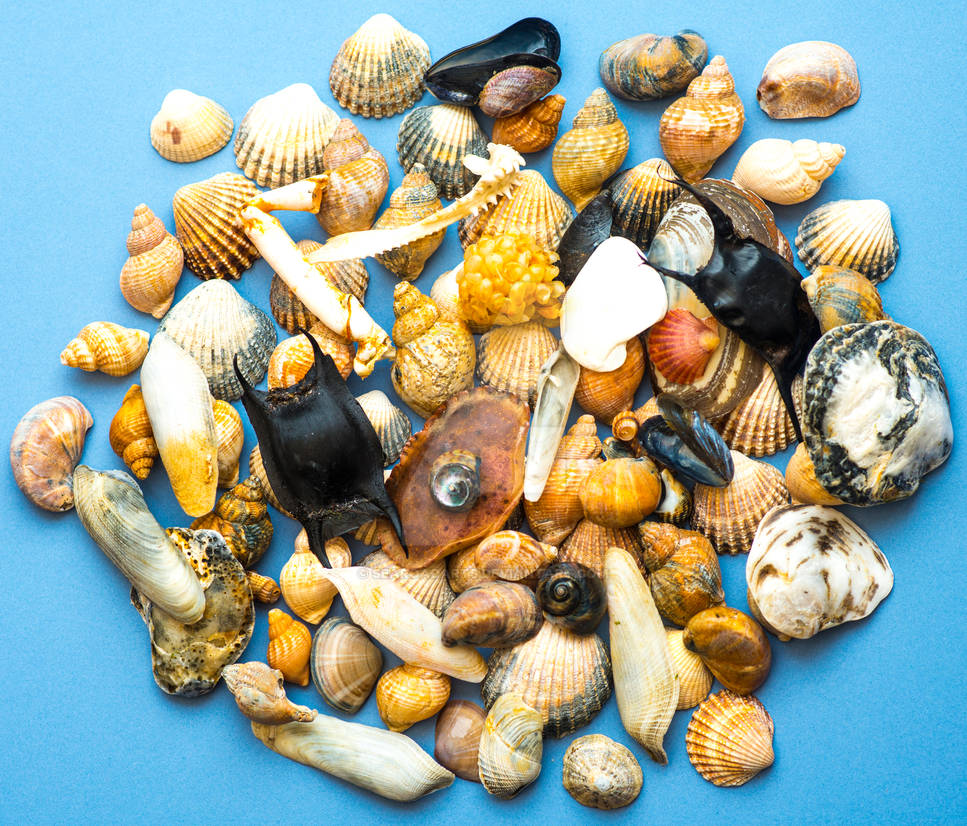 A Ring of Bright Shells by SeaRoadArts on DeviantArt