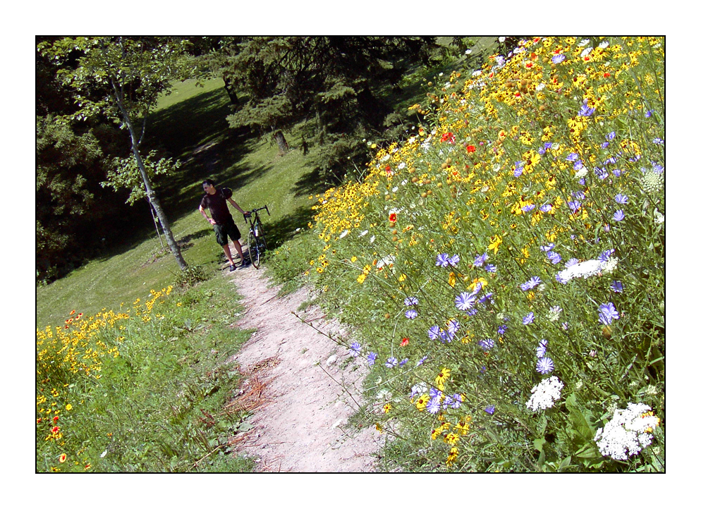 High Park Hillside