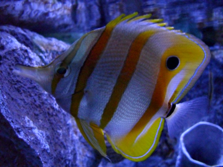 Butterflyfish