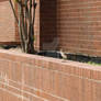 Bird on the Bricks