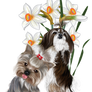 Dogs png