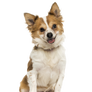 Doggy Brown White PNG