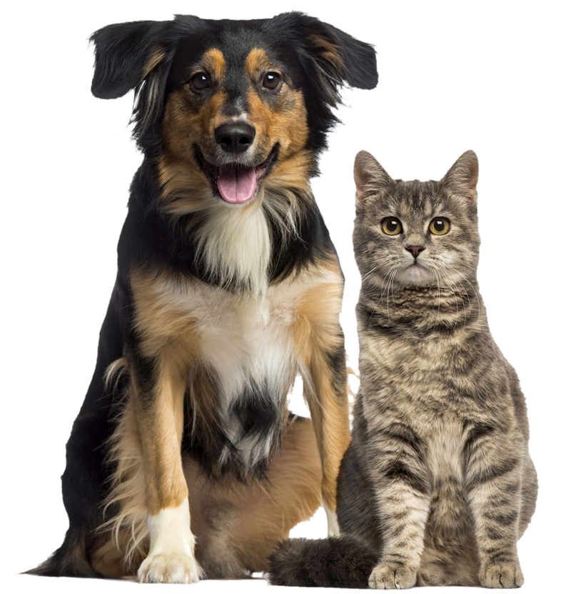 Dogs and cats deals png