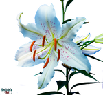 Flower - Lily PNG