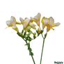 Flowers - Freesia (2) PNG