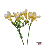 Flowers - Freesia (2) PNG