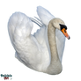 Swan (2) PNG